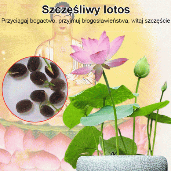 【Happy Lotus】Ornamental Lotus Seeds